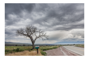 Stormy Taos Tree - Photo Prints