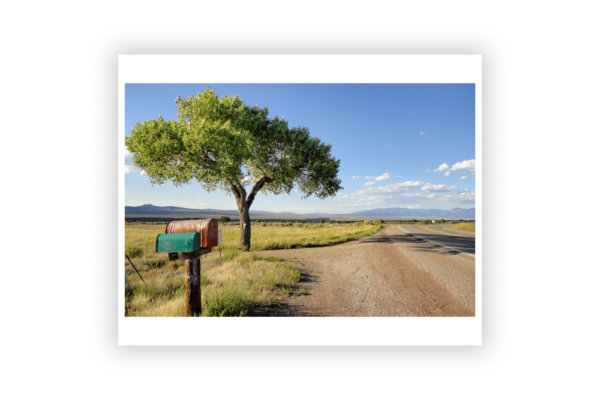 Summer Taos Tree - Photo Prints - Image 5