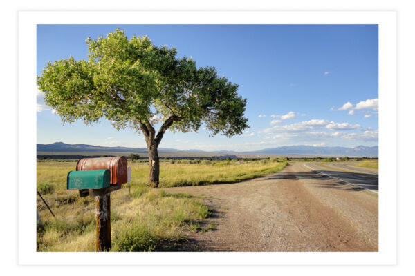 Summer Taos Tree - Photo Prints - Image 4