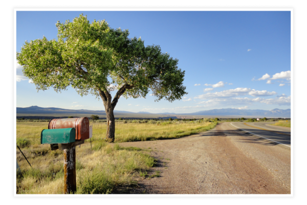 Summer Taos Tree - Photo Prints - Image 2