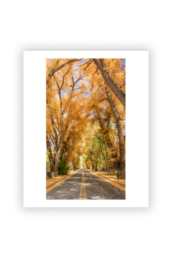 Burch Street in fall - Photo Prints - Image 6