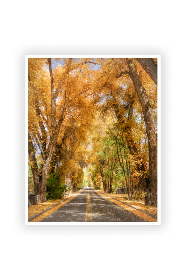 Burch Street in fall - Photo Prints - Image 5