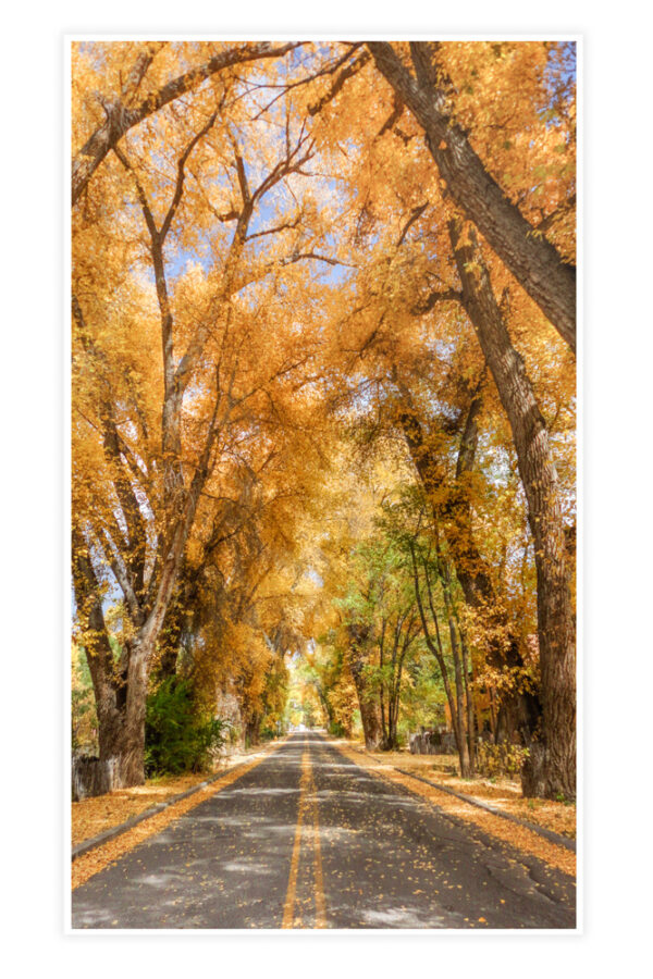 Burch Street in fall - Photo Prints - Image 8