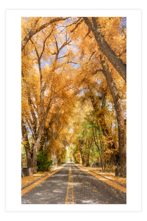 Burch Street in fall - Photo Prints - Image 3