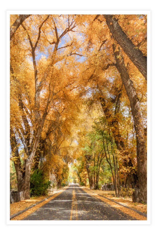 Burch Street in fall - Photo Prints - Image 2