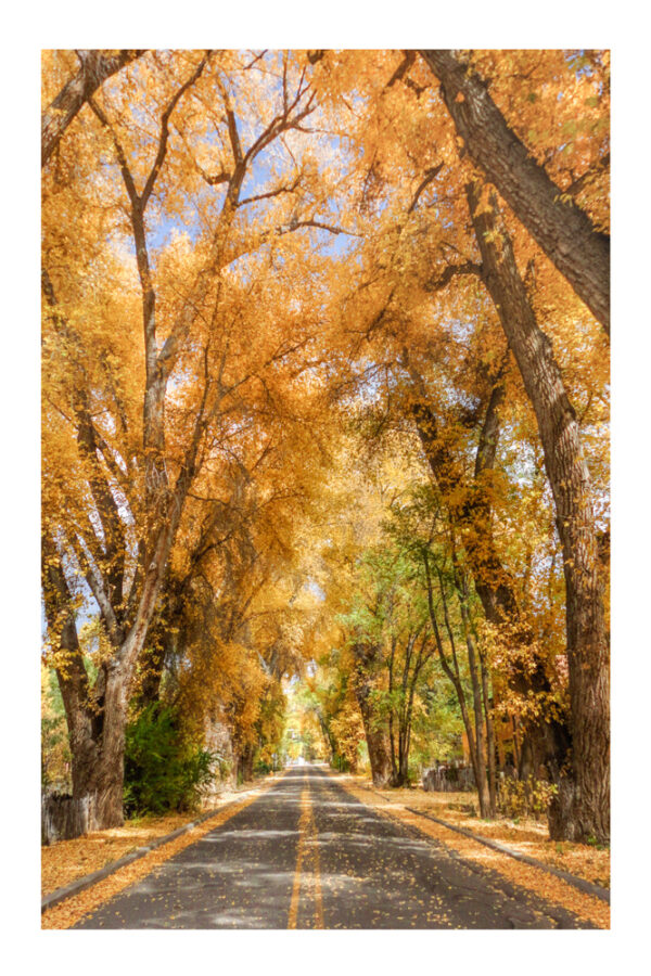 Burch Street in fall - Photo Prints