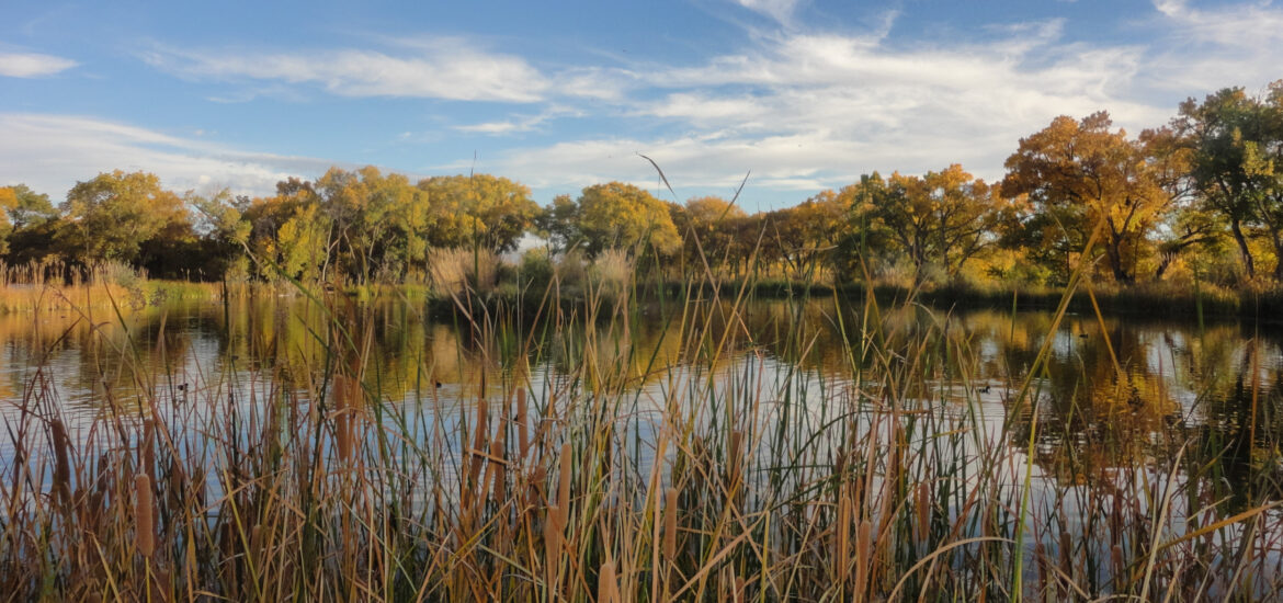 A picture showing an autumn scene in the Bosque along the Rio Grande in New Mexico.