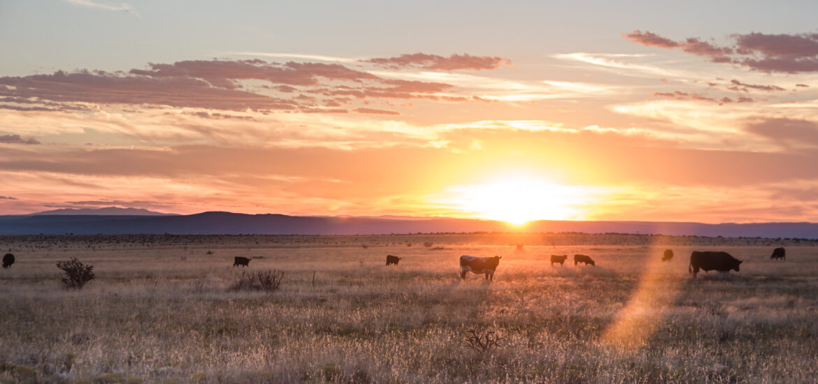 Cowin' around Sundown. Near Albuquerque, New Mexico. 2015. ©AndrewGatewood