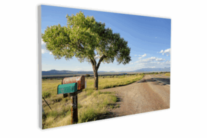 Summer Taos Tree - Canvas Print