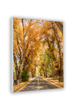 Burch Street in fall - Photo Prints