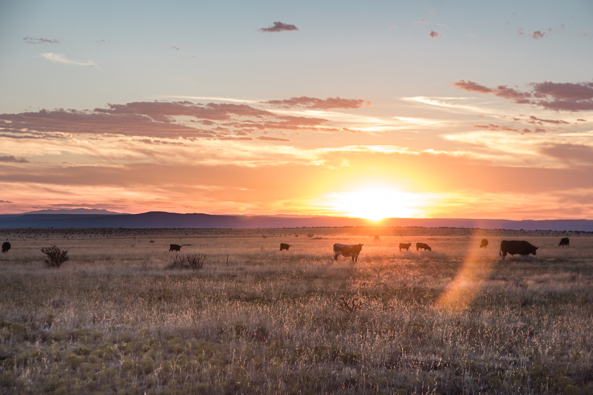 Cowin' around Sundown. Near Albuquerque, New Mexico. 2015. ©AndrewGatewood