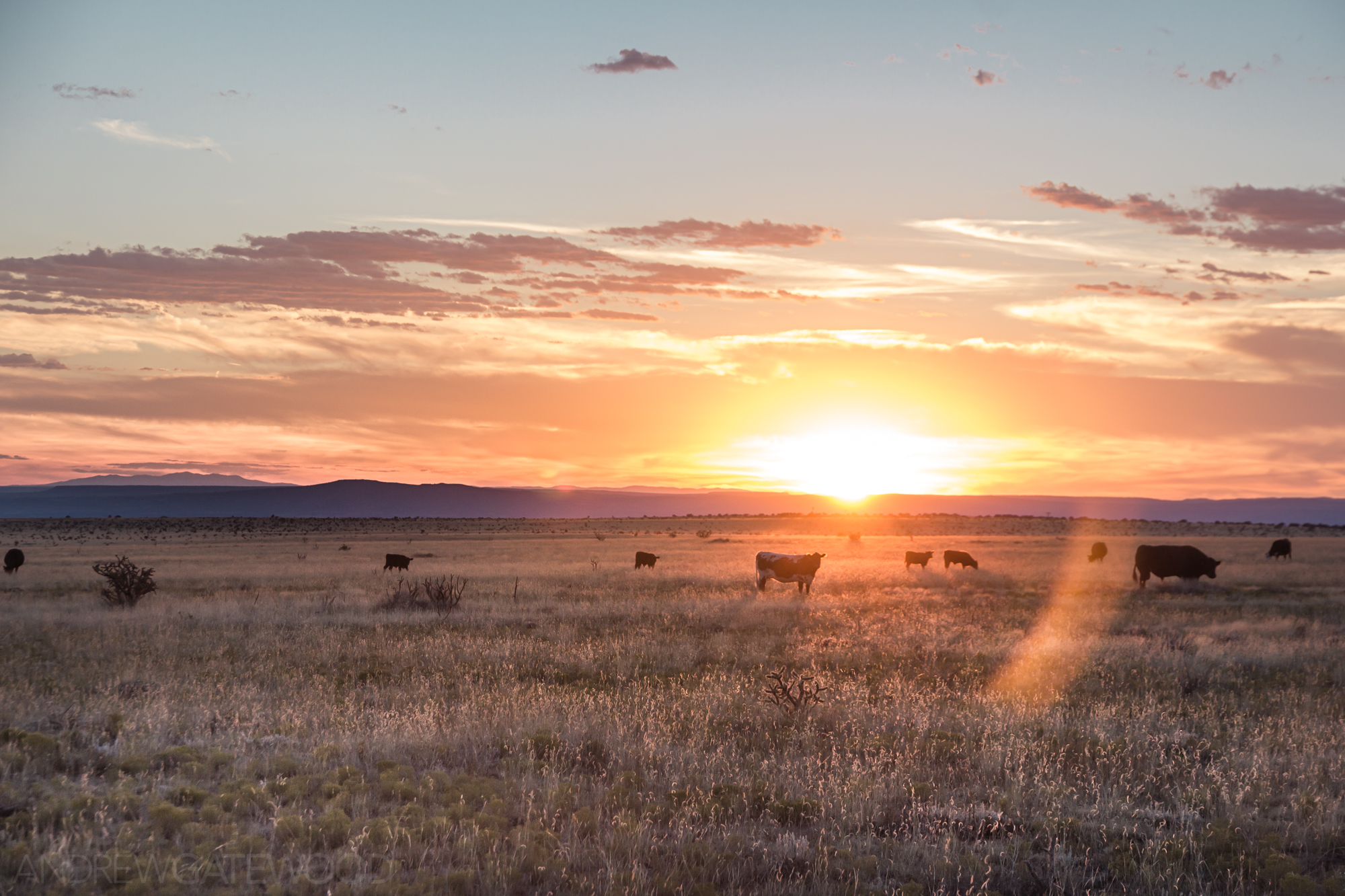 Cowin' around Sundown. Near Albuquerque, New Mexico. 2015. ©AndrewGatewood